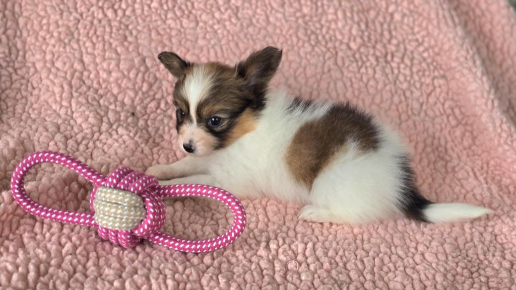 Des Rizieres D’Ha Tay - Chiots disponibles - Epagneul nain Continental (Papillon)