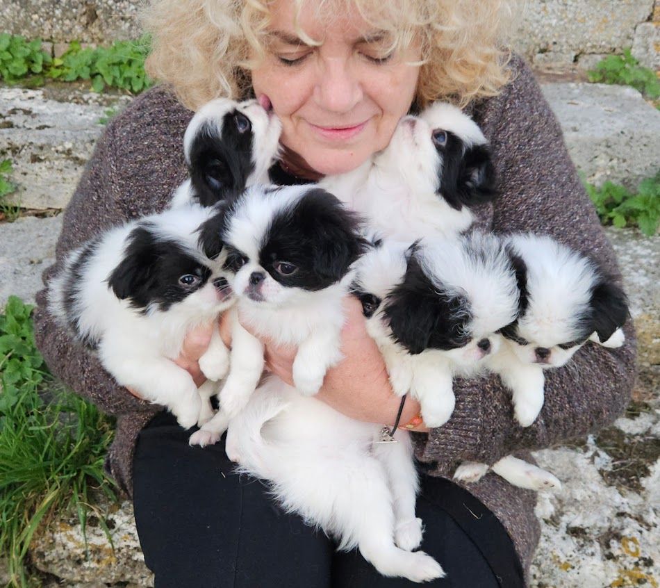 Chiot Epagneul Japonais Des Rizieres D’Ha Tay