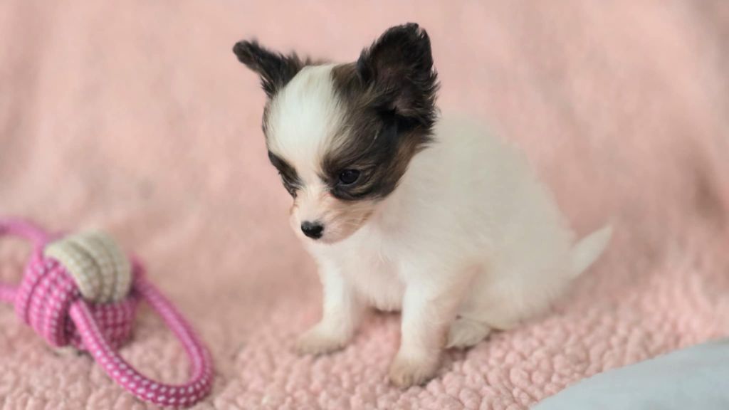 Des Rizieres D’Ha Tay - Chiots disponibles - Epagneul nain Continental (Papillon)