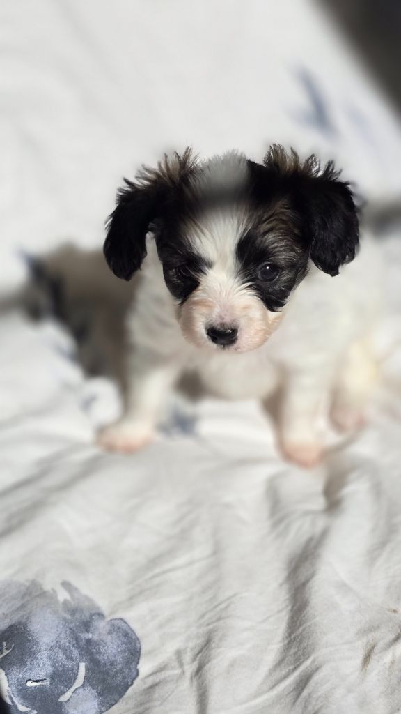 Des Rizieres D’Ha Tay - Chiots disponibles - Epagneul nain Continental (Phalène)