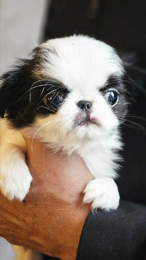 Des Rizieres D’Ha Tay - Chiots disponibles - Epagneul Japonais