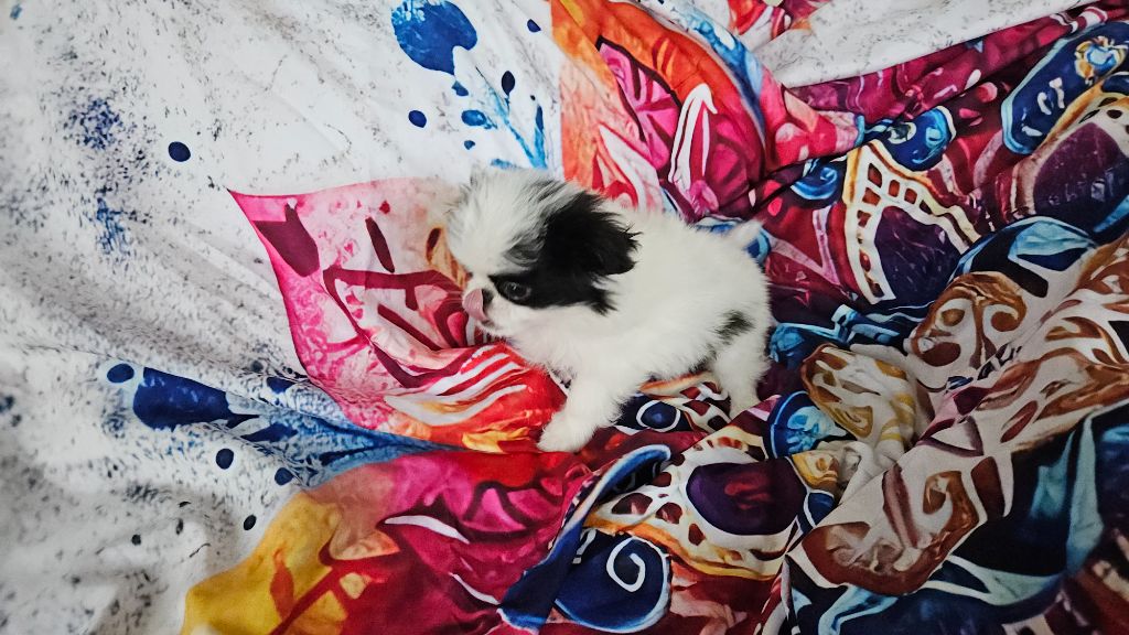 Des Rizieres D’Ha Tay - Chiots disponibles - Epagneul Japonais