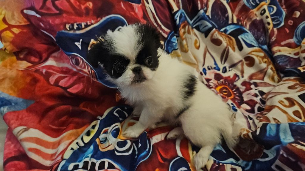 Des Rizieres D’Ha Tay - Chiots disponibles - Epagneul Japonais