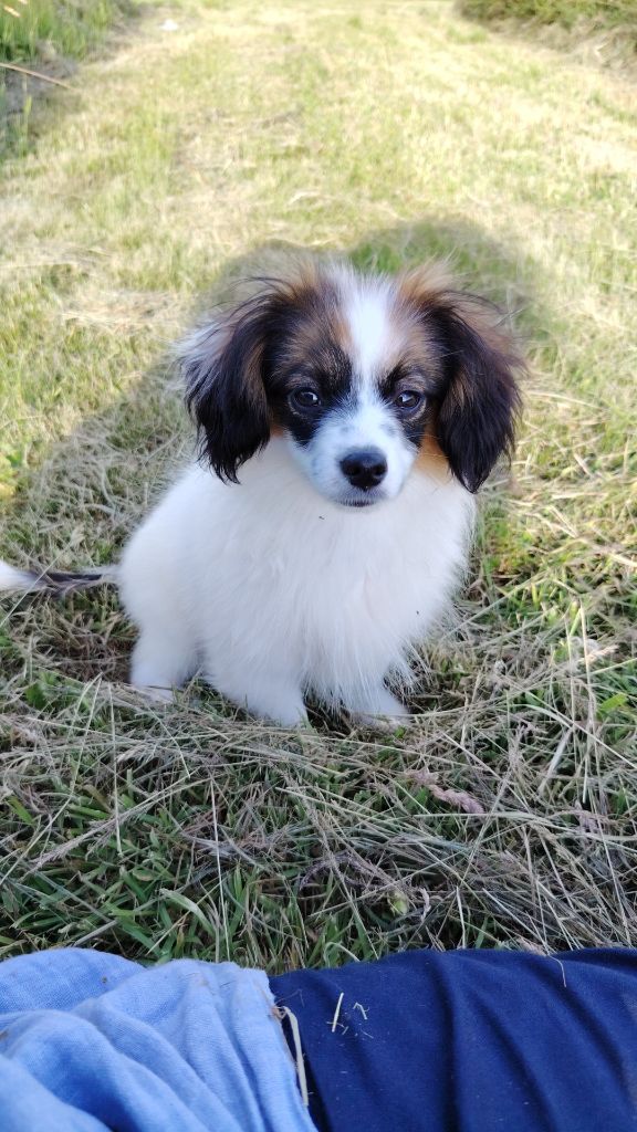 Des Rizieres D’Ha Tay - Chiots disponibles - Epagneul nain Continental (Phalène)
